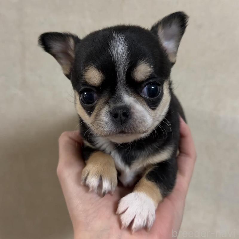 販売中の岐阜県のチワワ(ロングコート)-432892の2枚目