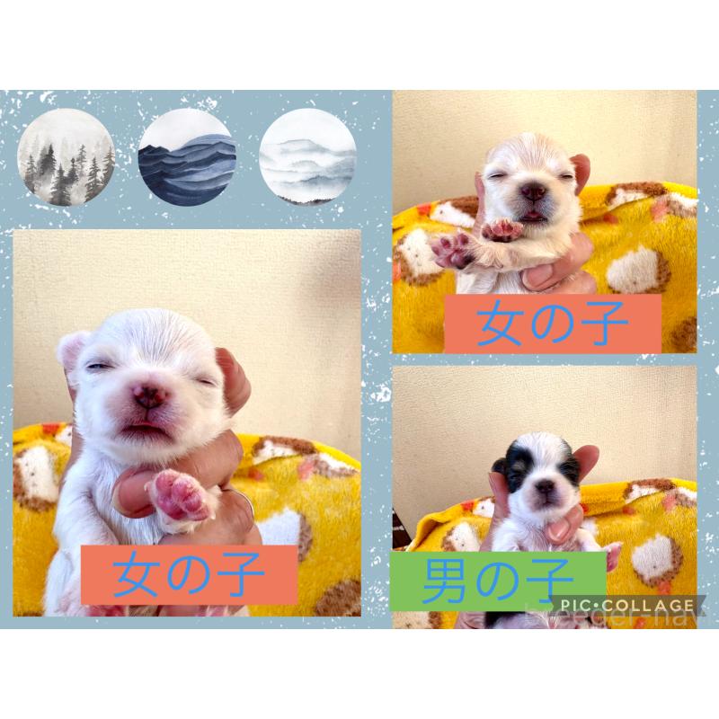 販売中の群馬県のチワワ(ロングコート)-432896