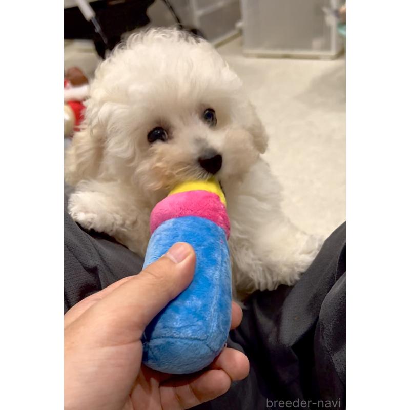 販売中の熊本県のティーカッププードル-432894の9枚目