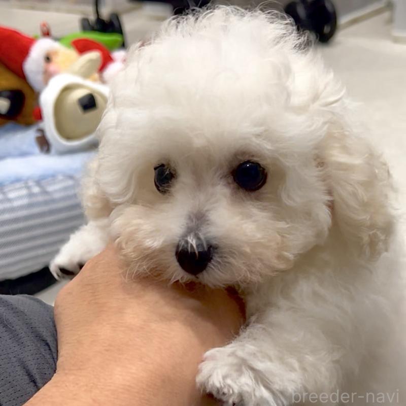 販売中の熊本県のティーカッププードル-432894の8枚目