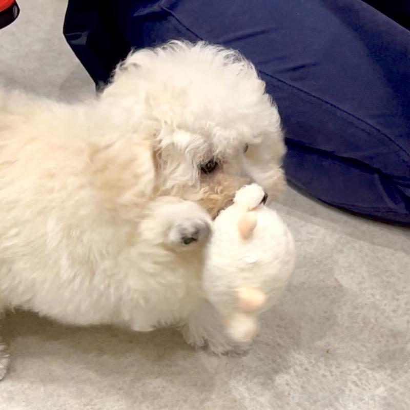 販売中の熊本県のティーカッププードル-432894の7枚目