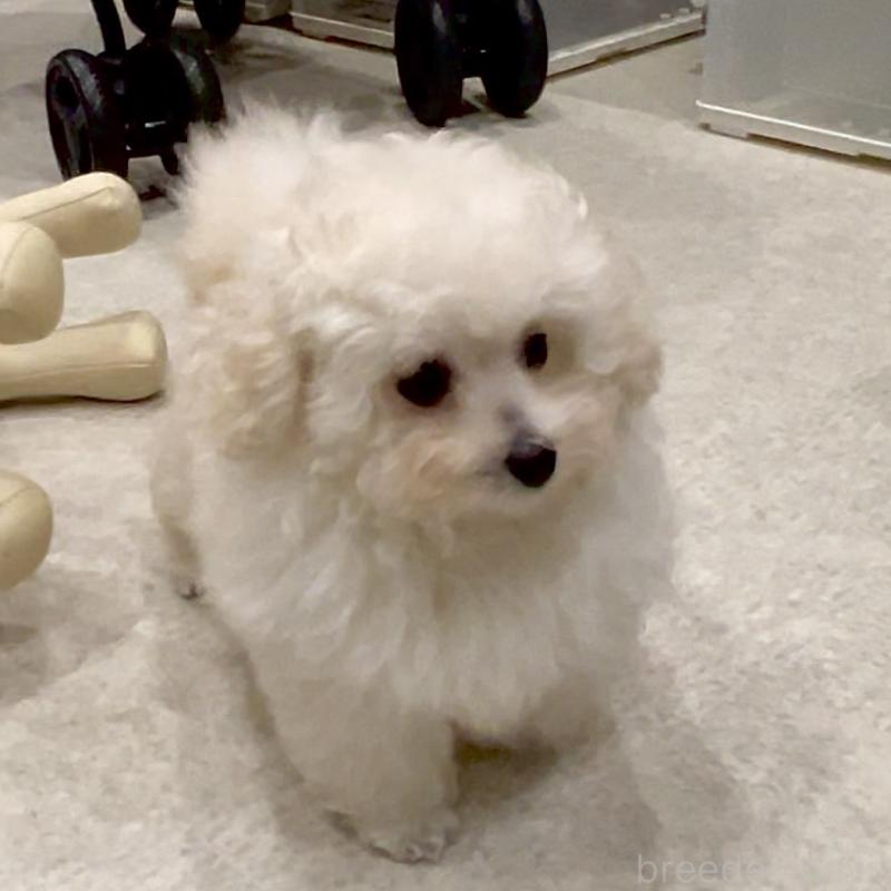 販売中の熊本県のティーカッププードル-432894の6枚目