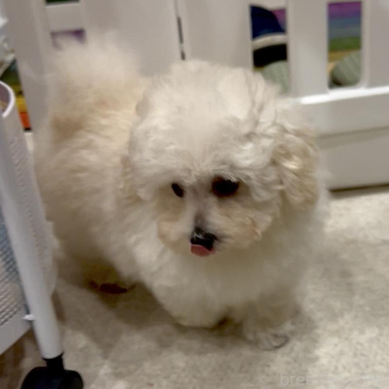 販売中の熊本県のティーカッププードル-432894の5枚目