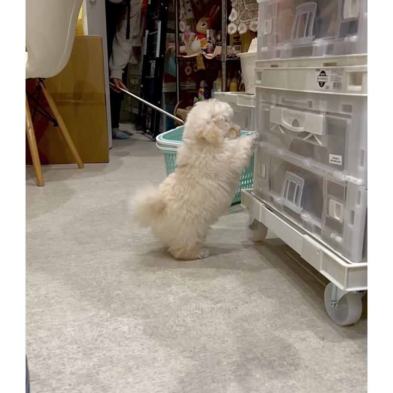 販売中の熊本県のティーカッププードル-432894の4枚目