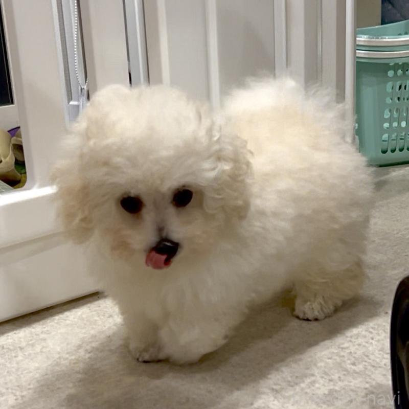 販売中の熊本県のティーカッププードル-432894の3枚目