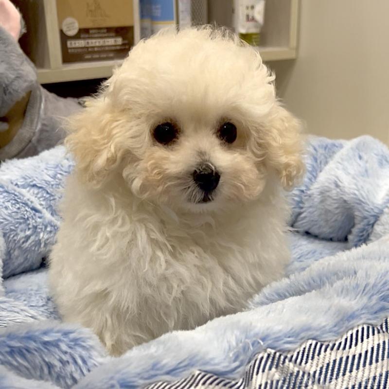 販売中の熊本県のティーカッププードル-432894の2枚目