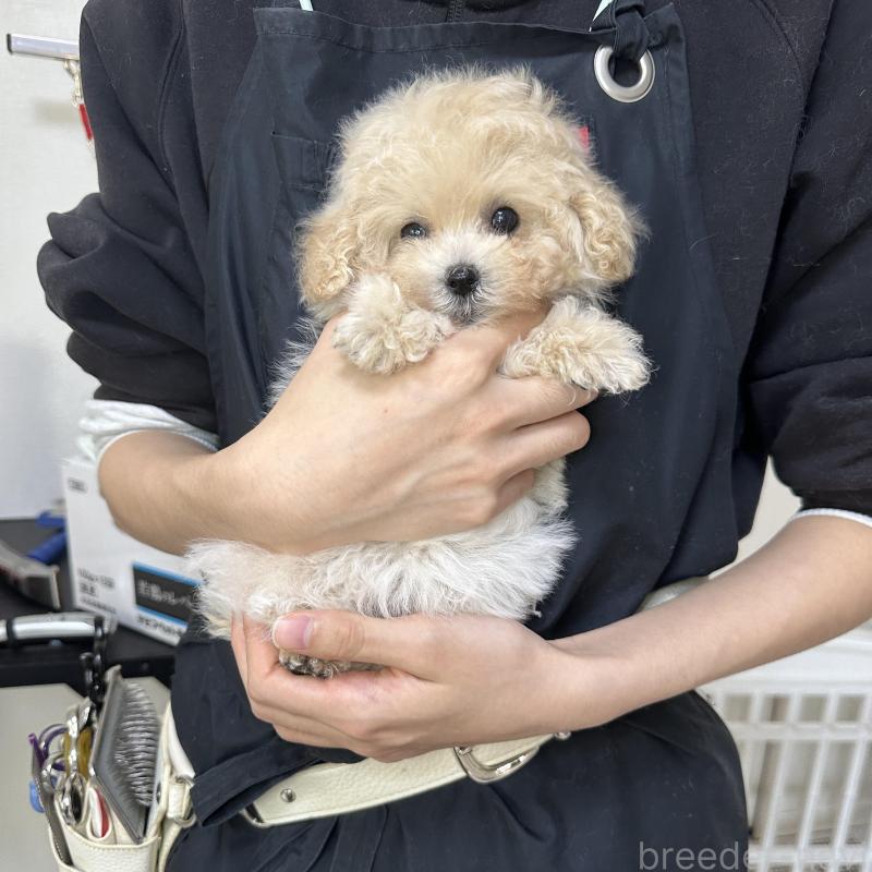 販売中の熊本県のティーカッププードル-432897の10枚目