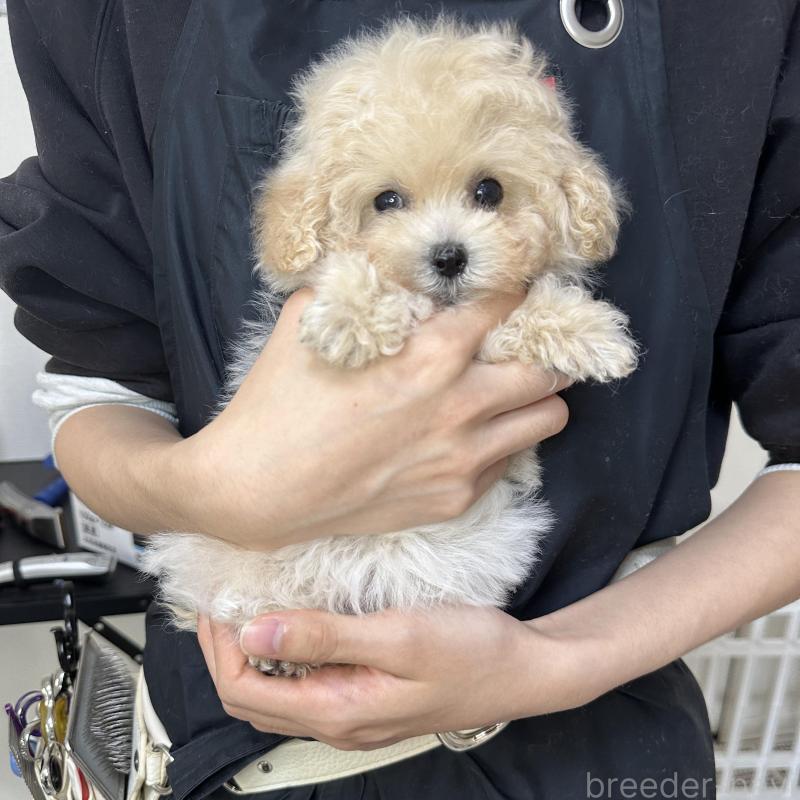 販売中の熊本県のティーカッププードル-432897の9枚目