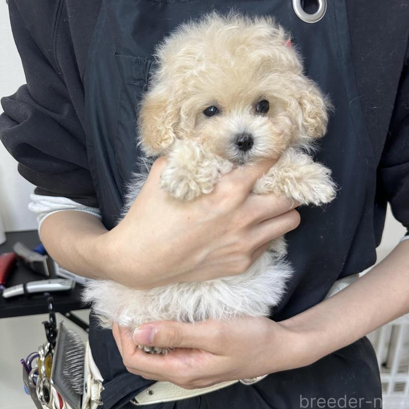 販売中の熊本県のティーカッププードル-432897の8枚目