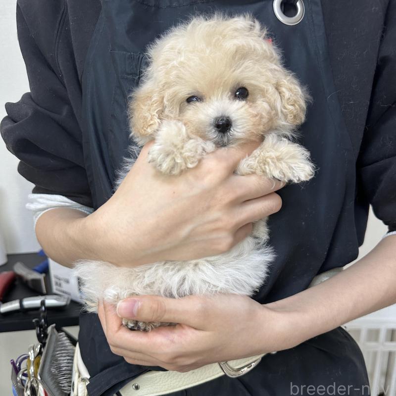 販売中の熊本県のティーカッププードル-432897の7枚目