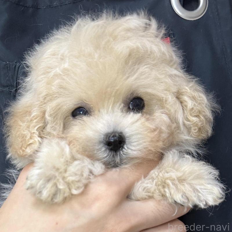 販売中の熊本県のティーカッププードル-432897の6枚目