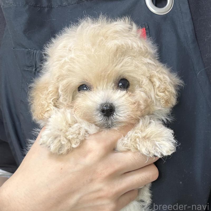 販売中の熊本県のティーカッププードル-432897の5枚目