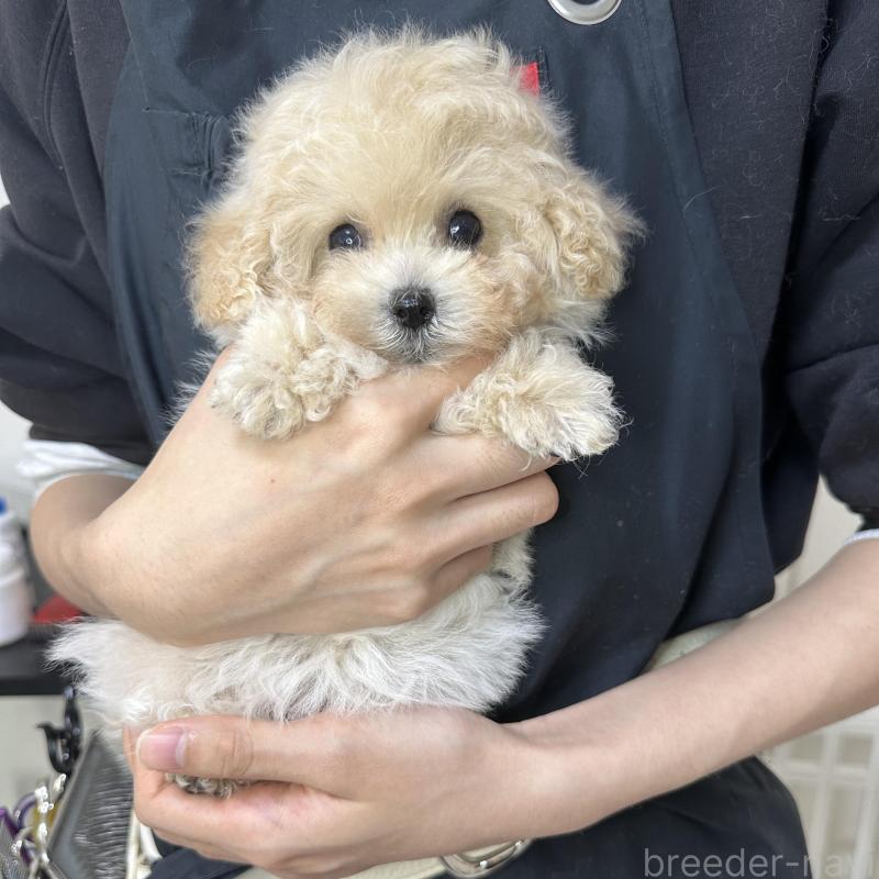 販売中の熊本県のティーカッププードル-432897の4枚目