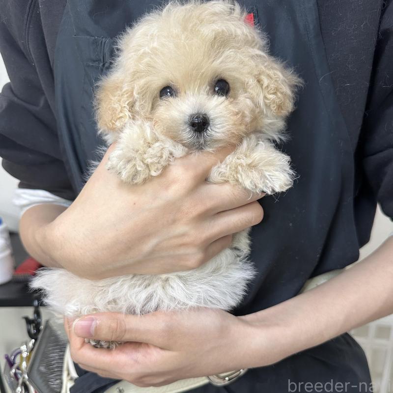 販売中の熊本県のティーカッププードル-432897の3枚目