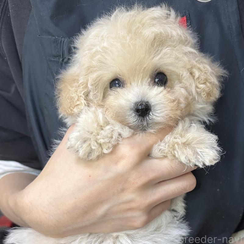 販売中の熊本県のティーカッププードル-432897の2枚目