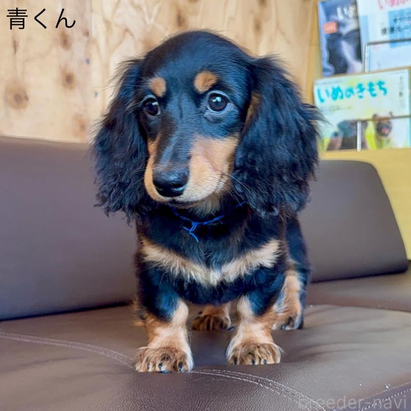 販売中の埼玉県のミニチュアダックスフンド(ロングヘアード)-422536の5枚目