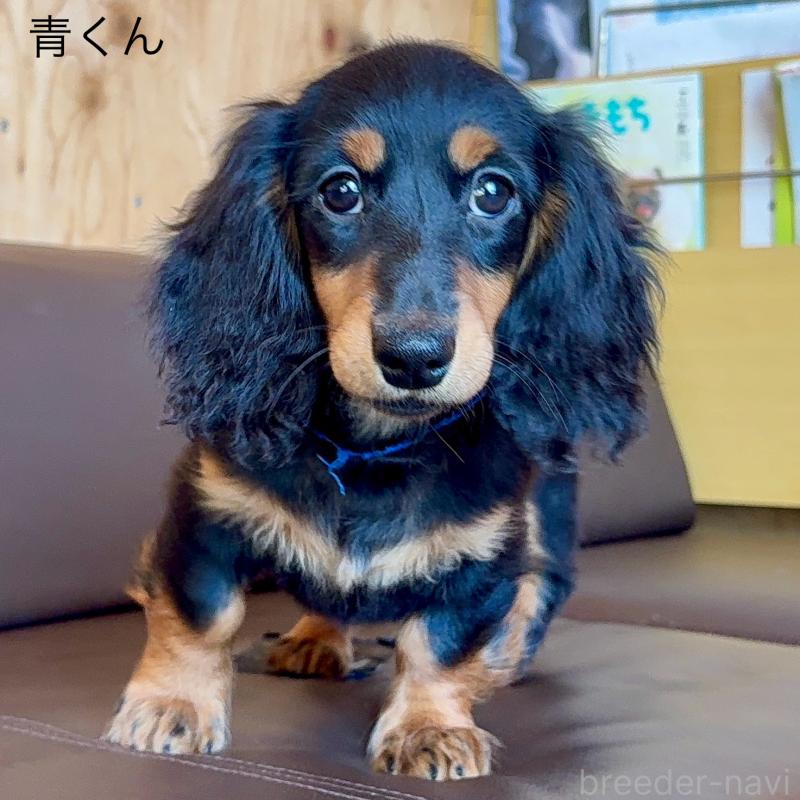 販売中の埼玉県のミニチュアダックスフンド(ロングヘアード)-422536の4枚目