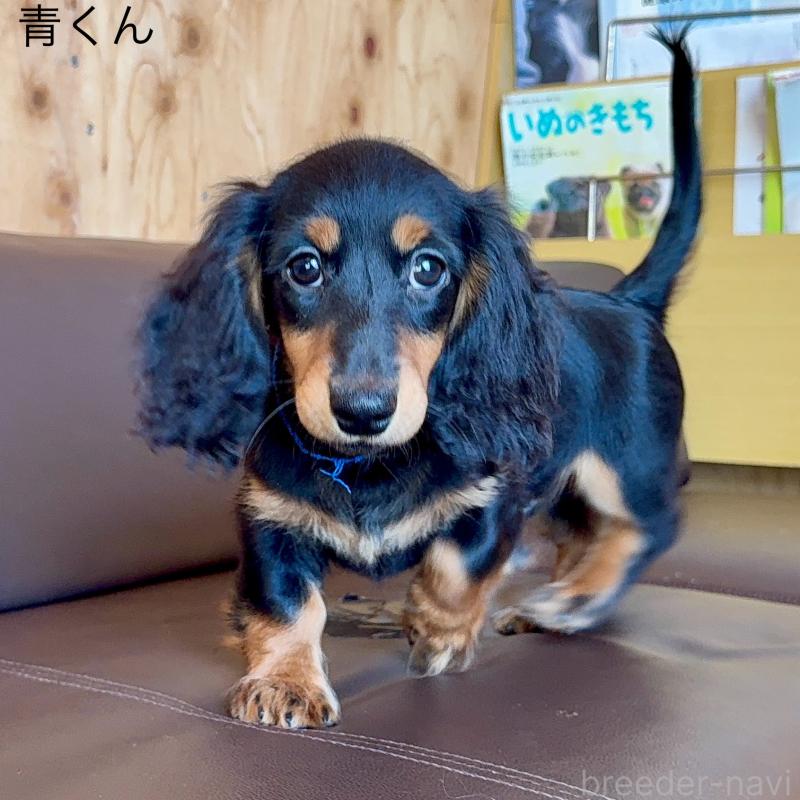 販売中の埼玉県のミニチュアダックスフンド(ロングヘアード)-422536の3枚目