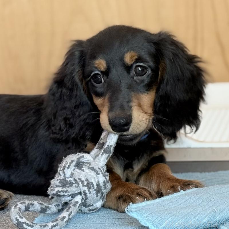 販売中の埼玉県のミニチュアダックスフンド(ロングヘアード)-422536の2枚目