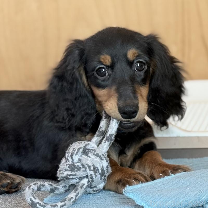 販売中の埼玉県のミニチュアダックスフンド(ロングヘアード)-422536