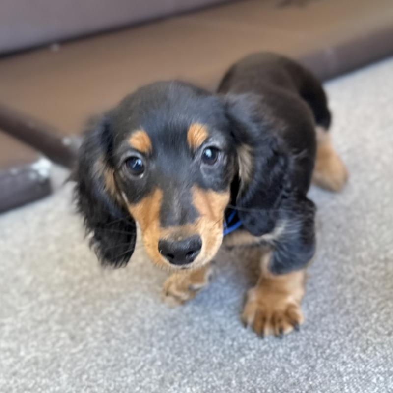 販売中の埼玉県のミニチュアダックスフンド(ロングヘアード)-423535