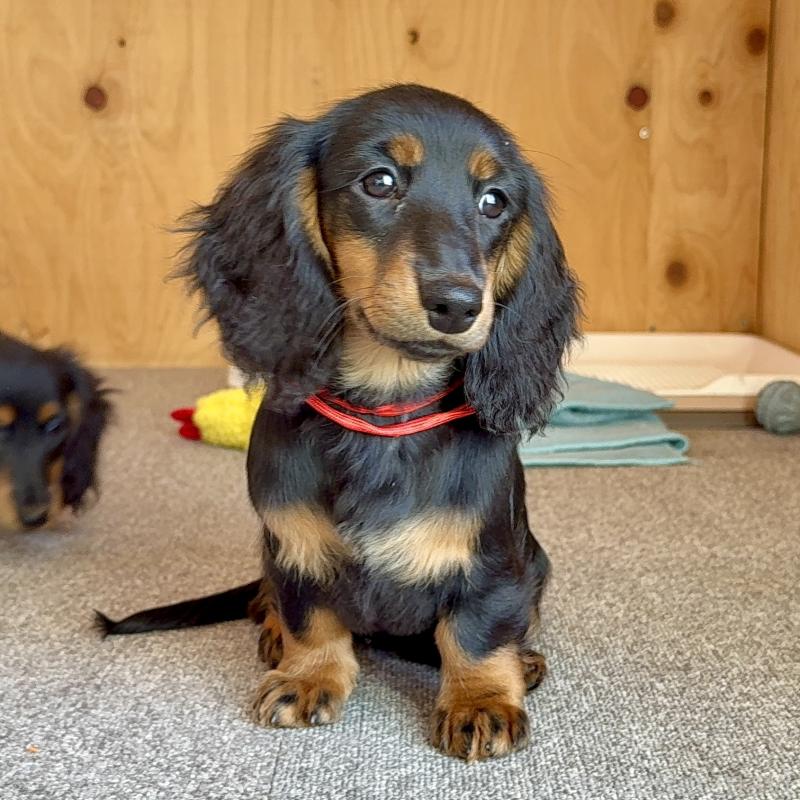 販売中の埼玉県のミニチュアダックスフンド(ロングヘアード)-422543