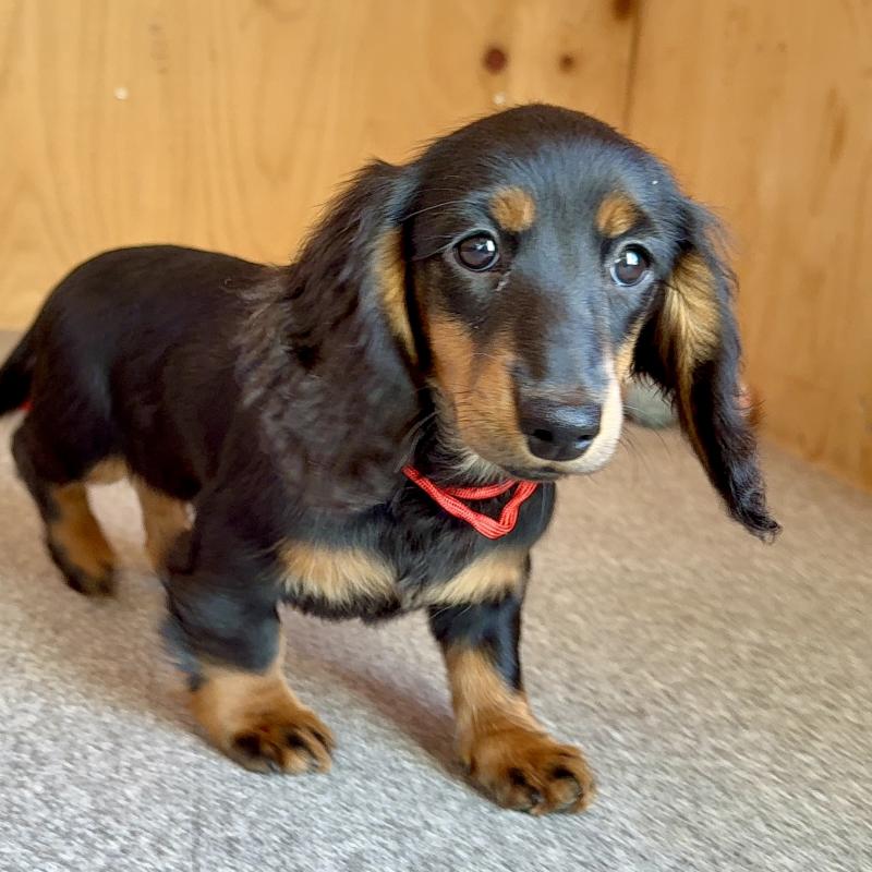 販売中の埼玉県のミニチュアダックスフンド(ロングヘアード)-422543の2枚目