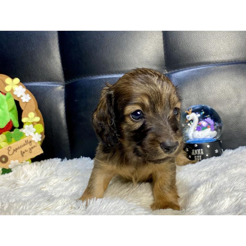 販売中の岐阜県のミニチュアダックスフンド(ロングヘアード)-429177の23枚目