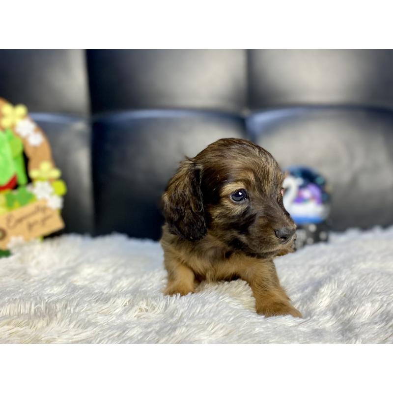 販売中の岐阜県のミニチュアダックスフンド(ロングヘアード)-429177の22枚目
