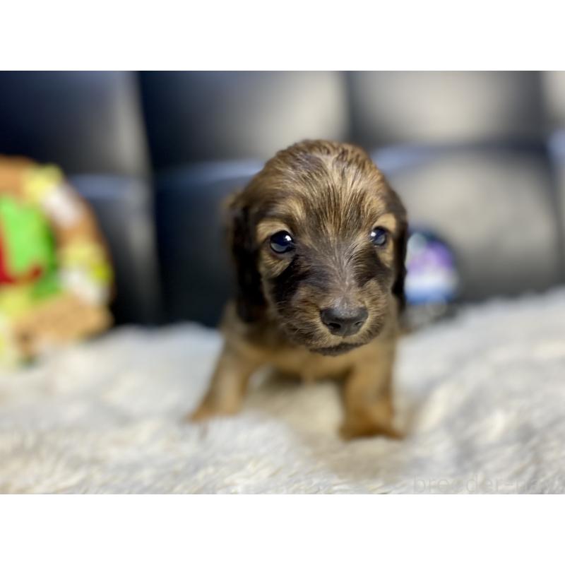 販売中の岐阜県のミニチュアダックスフンド(ロングヘアード)-429177の21枚目