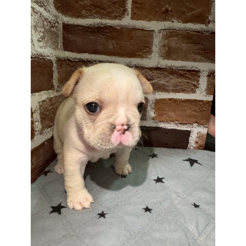 販売中の茨城県のフレンチブルドッグ-432756の3枚目