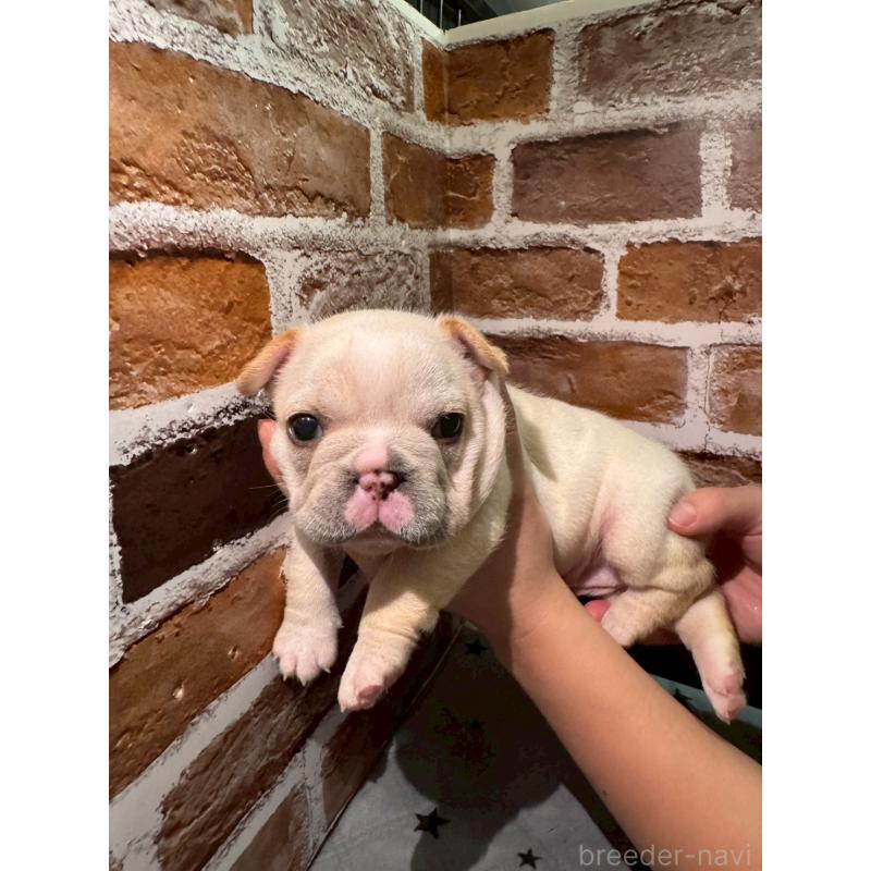 販売中の茨城県のフレンチブルドッグ-432756の2枚目