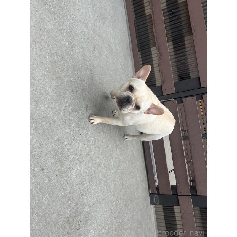 マロンちゃん1枚目