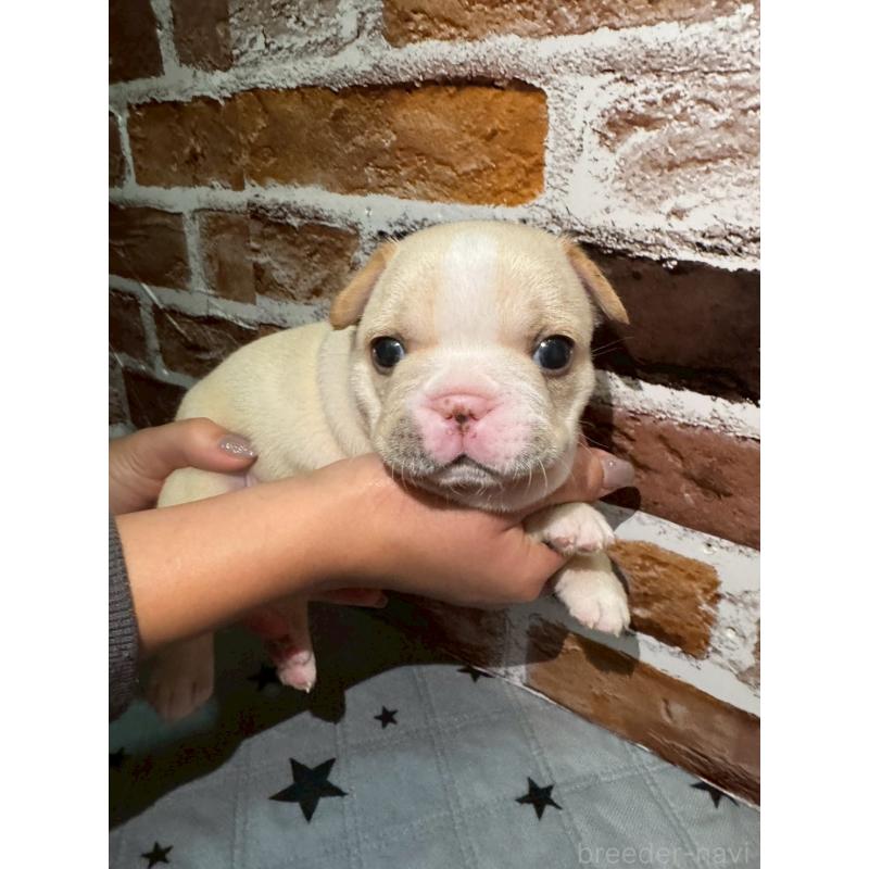 販売中の茨城県のフレンチブルドッグ-432757の3枚目