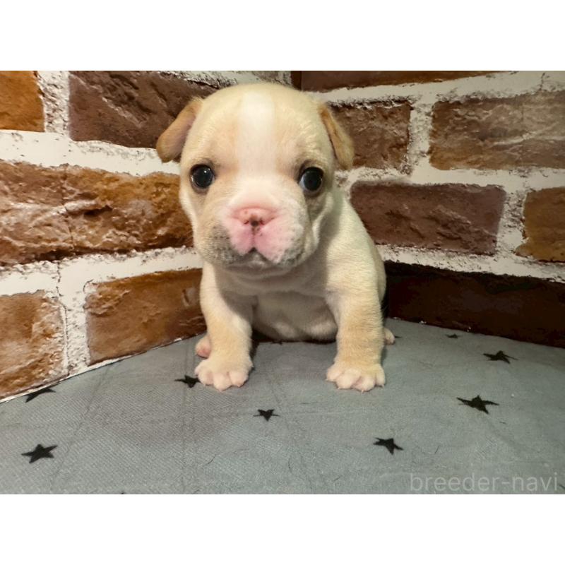 販売中の茨城県のフレンチブルドッグ-432757の2枚目