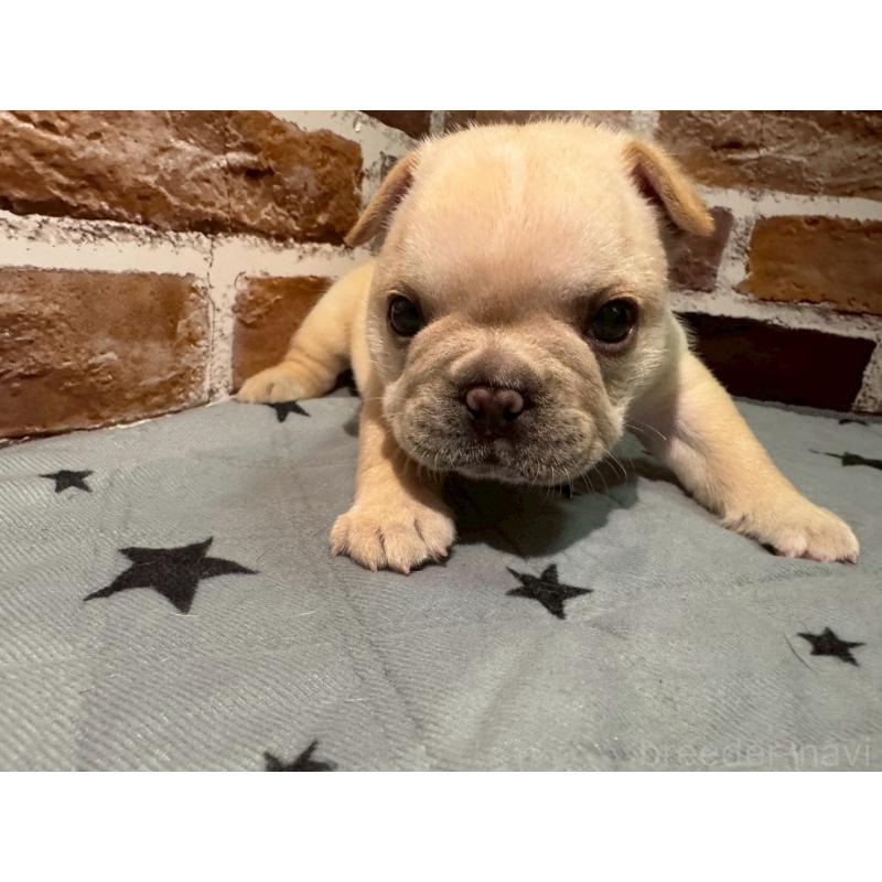 販売中の茨城県のフレンチブルドッグ-432758の3枚目