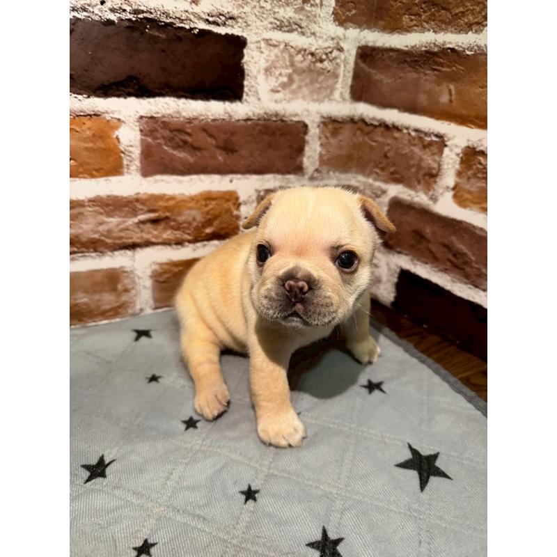 販売中の茨城県のフレンチブルドッグ-432758の2枚目