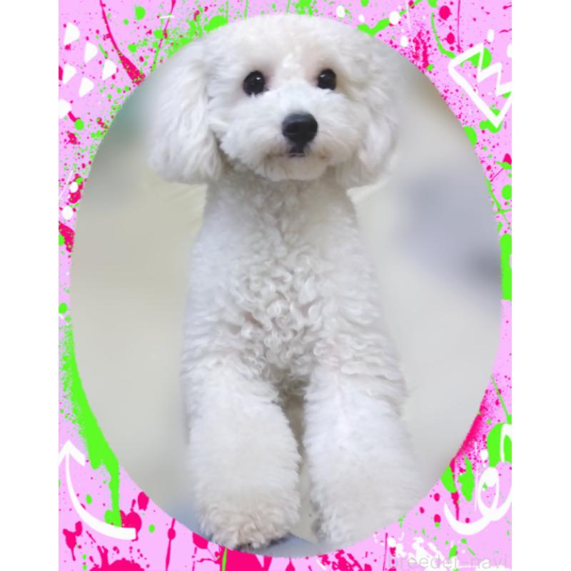 🎹 フォルテちゃん1枚目