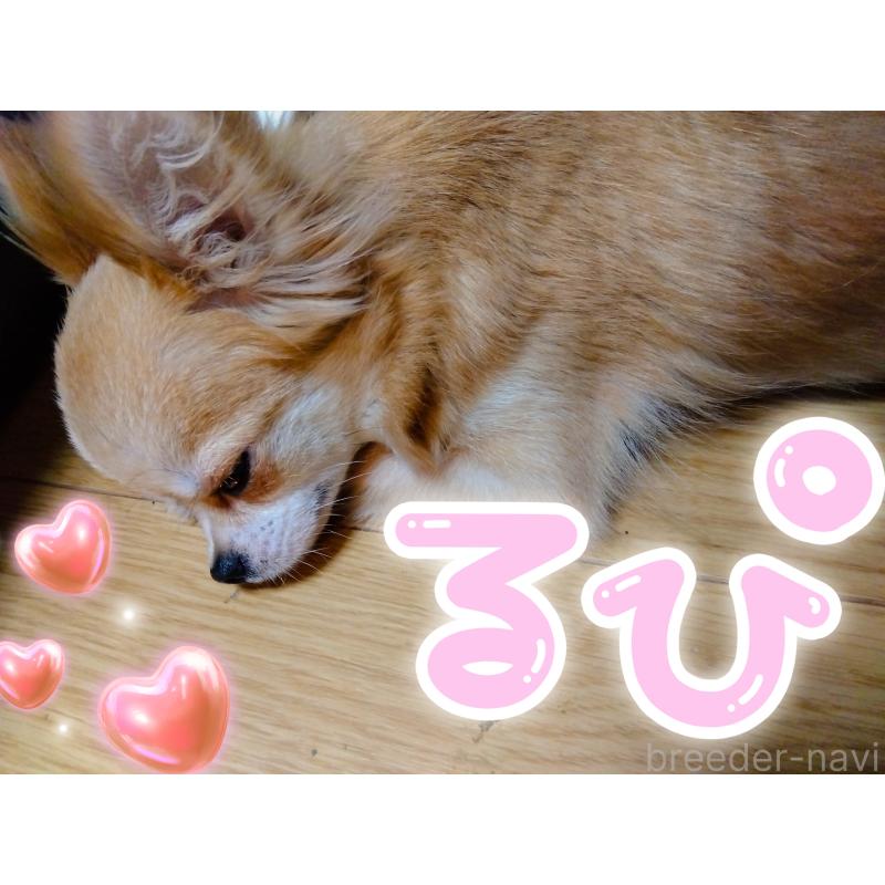 🏵️ルピナスちゃん1枚目