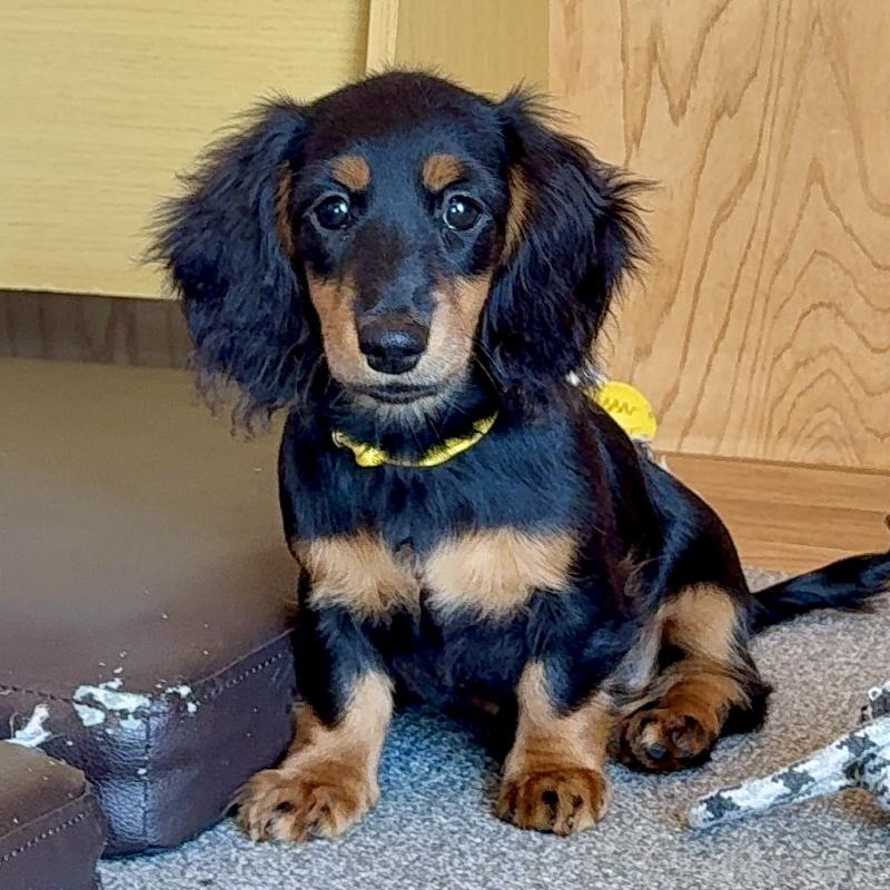 成約済の埼玉県のミニチュアダックスフンド(ロングヘアード)-422541の5枚目