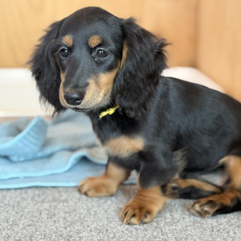 販売中の埼玉県のミニチュアダックスフンド(ロングヘアード)-422541