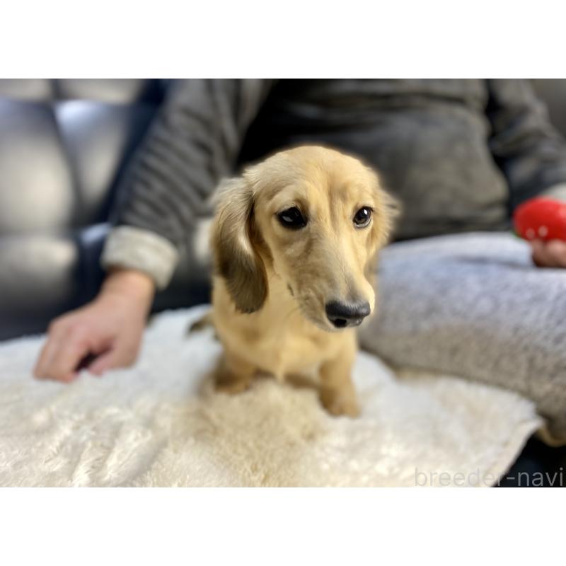 成約済の岐阜県のミニチュアダックスフンド(ロングヘアード)-406690の2枚目