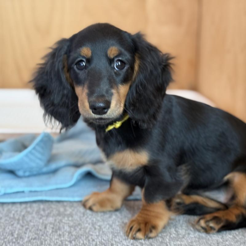 成約済の埼玉県のミニチュアダックスフンド(ロングヘアード)-422541の3枚目