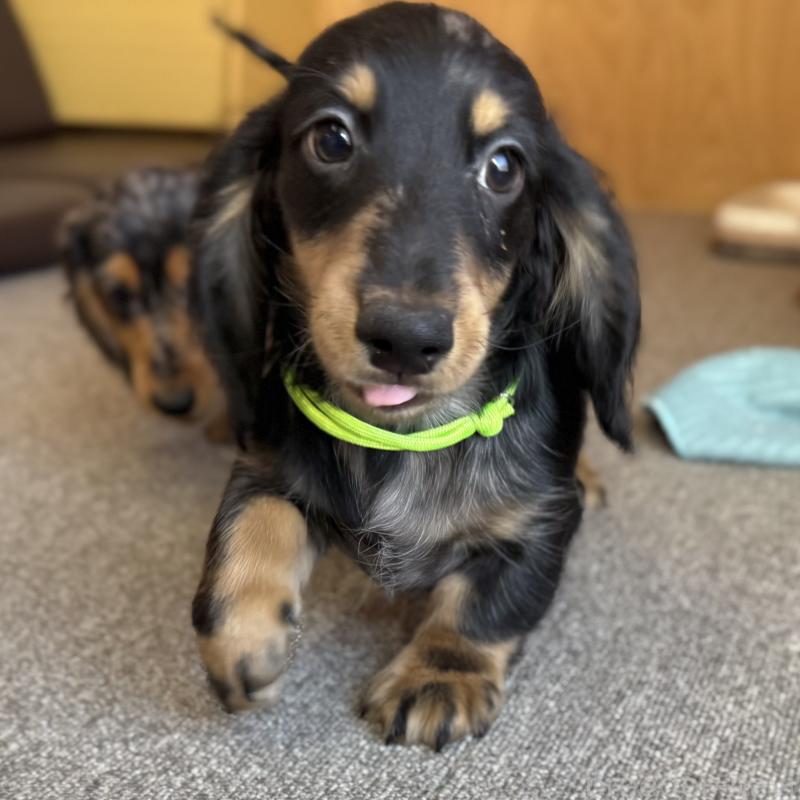 販売中の埼玉県のミニチュアダックスフンド(ロングヘアード)-423542