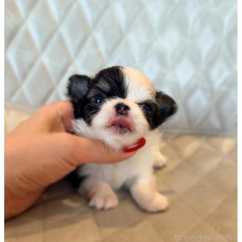 販売中の京都府のチワワ(ロングコート)-432899の4枚目