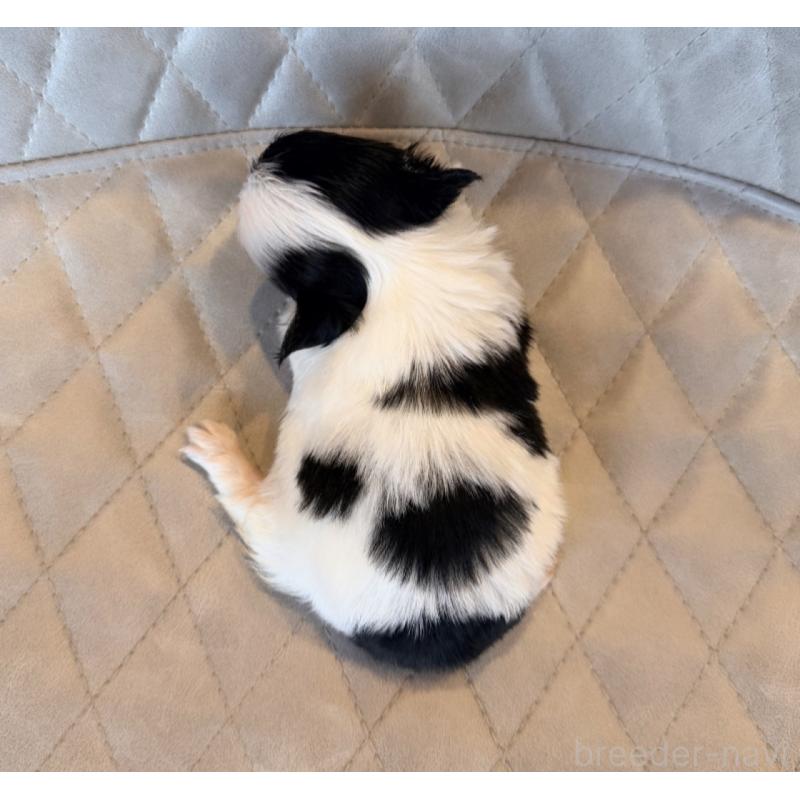 販売中の京都府のチワワ(ロングコート)-432899の3枚目