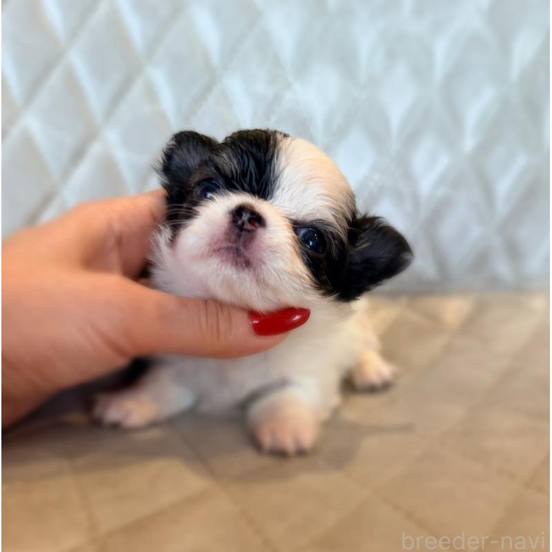 販売中の京都府のチワワ(ロングコート)-432899の2枚目