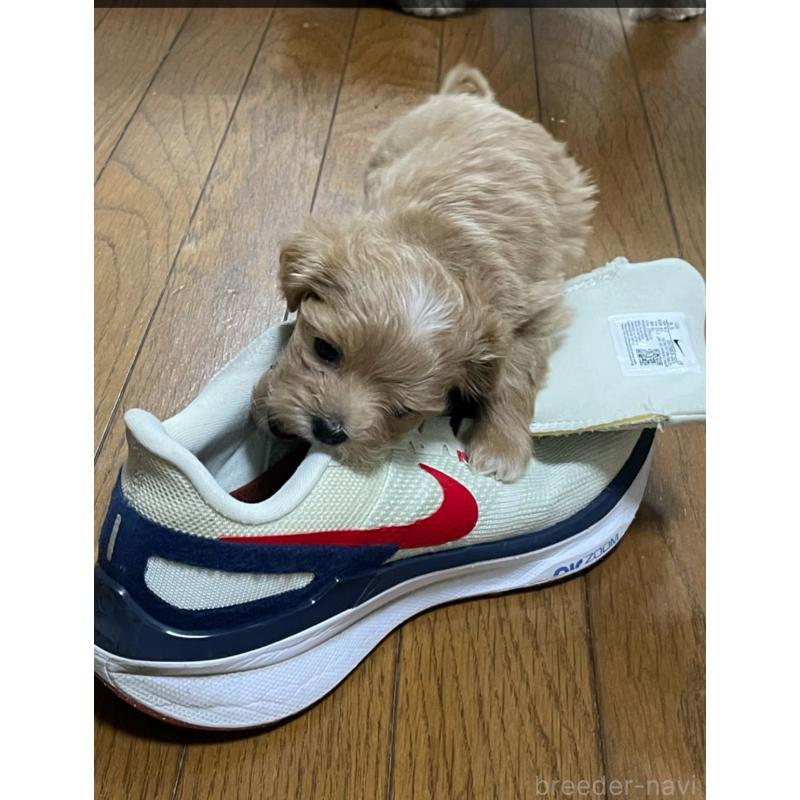 販売中の熊本県のミックス犬-425308の2枚目