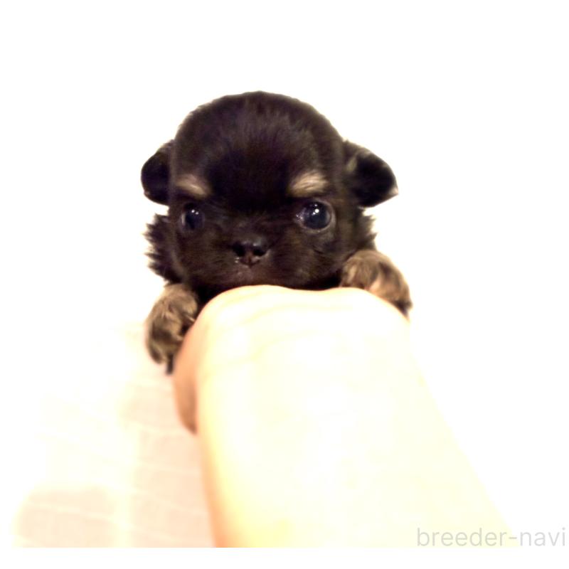 販売中の京都府のチワワ(ロングコート)-432900の3枚目