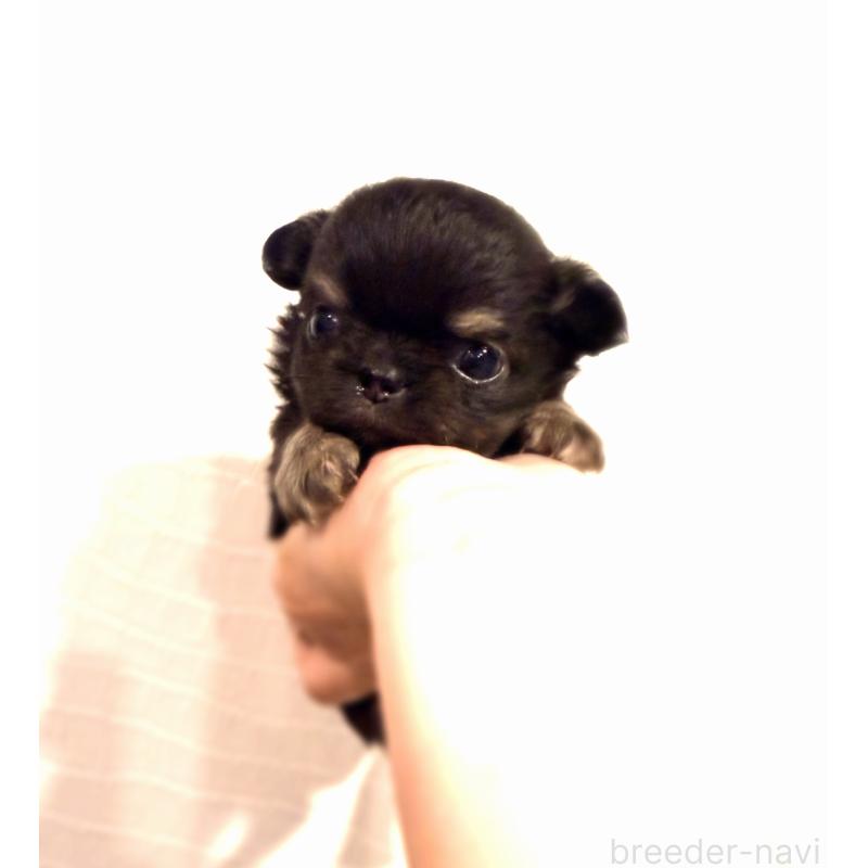 販売中の京都府のチワワ(ロングコート)-432900の2枚目